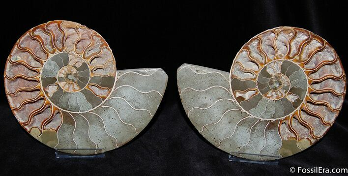 Spectacular Inch Split Ammonite Pair - XL #375